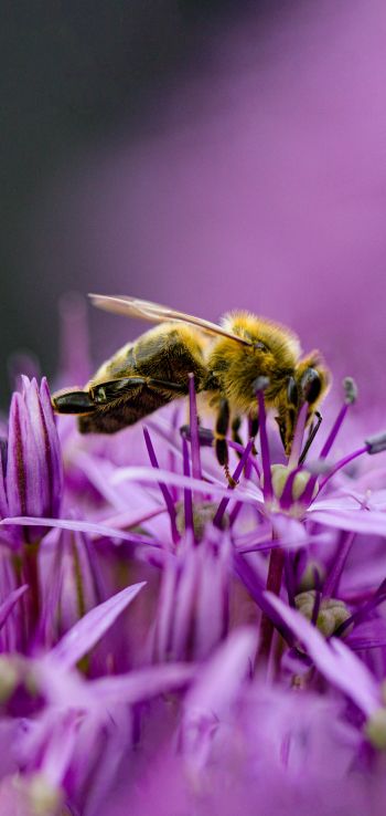 insect, bee Wallpaper 1080x2280