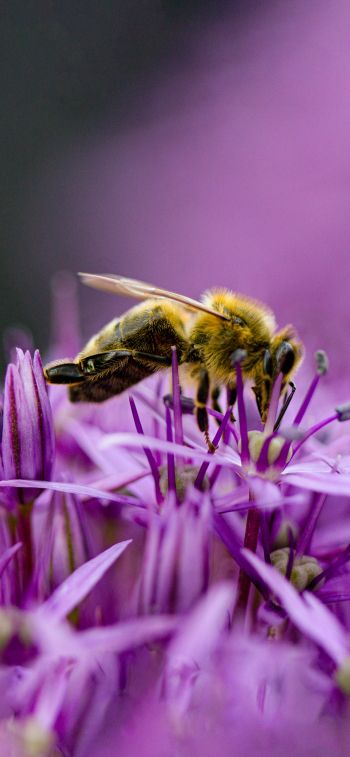 Обои 828x1792 насекомое, пчела