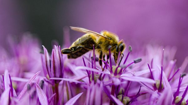 Обои 3840x2160 насекомое, пчела