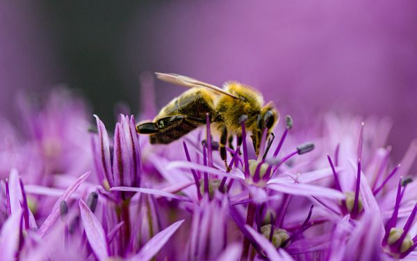 insect, bee Wallpaper 1920x1200