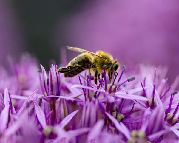 insect, bee Wallpaper 1280x1024