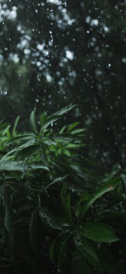 vegetation, rain Wallpaper 1080x2340