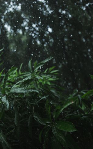 vegetation, rain Wallpaper 800x1280