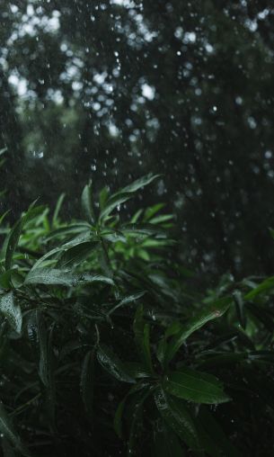 vegetation, rain Wallpaper 1200x2000