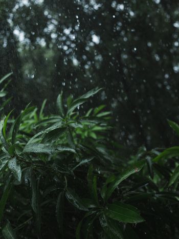vegetation, rain Wallpaper 1668x2224