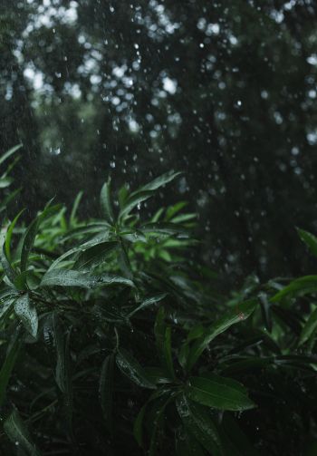vegetation, rain Wallpaper 1640x2360