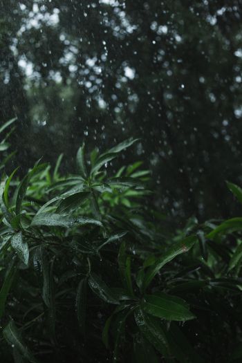 vegetation, rain Wallpaper 640x960