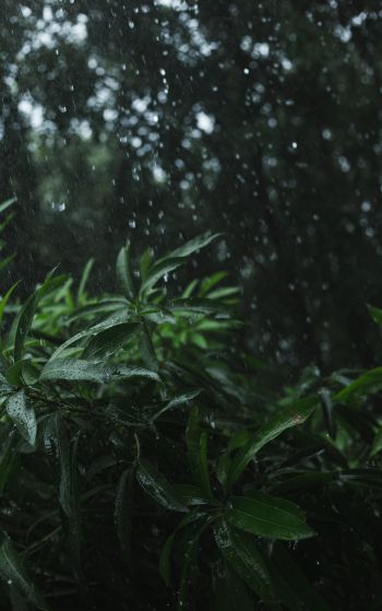 vegetation, rain Wallpaper 1752x2800