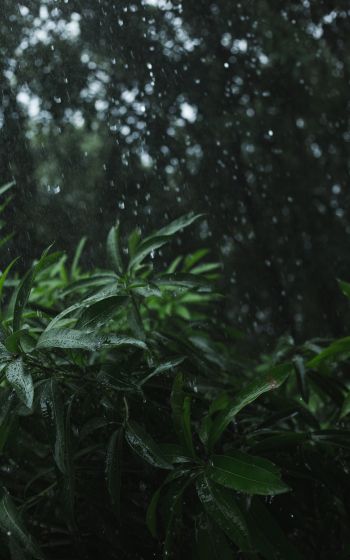 vegetation, rain Wallpaper 1200x1920