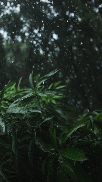 vegetation, rain Wallpaper 640x1136