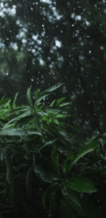 Обои 1080x2220 растительность, дождь
