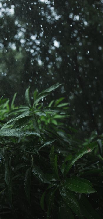vegetation, rain Wallpaper 1080x2280
