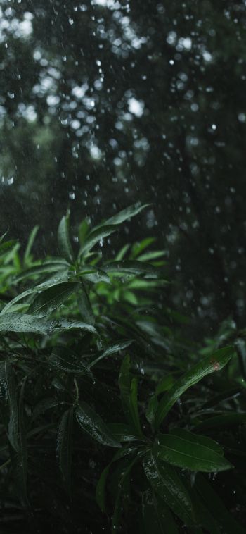 vegetation, rain Wallpaper 1080x2340