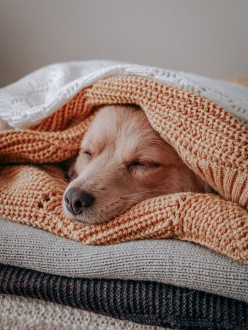 dog, sleeping, knitting Wallpaper 1668x2224