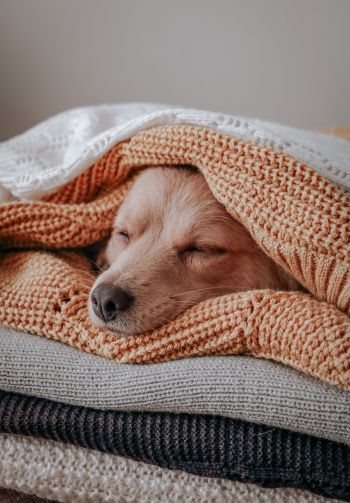 dog, sleeping, knitting Wallpaper 1640x2360