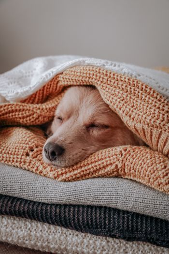 dog, sleeping, knitting Wallpaper 640x960