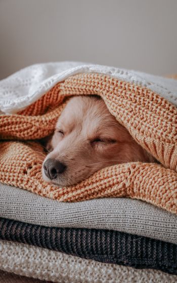 dog, sleeping, knitting Wallpaper 1752x2800