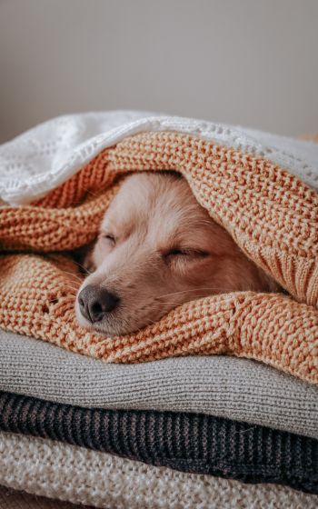 dog, sleeping, knitting Wallpaper 1600x2560