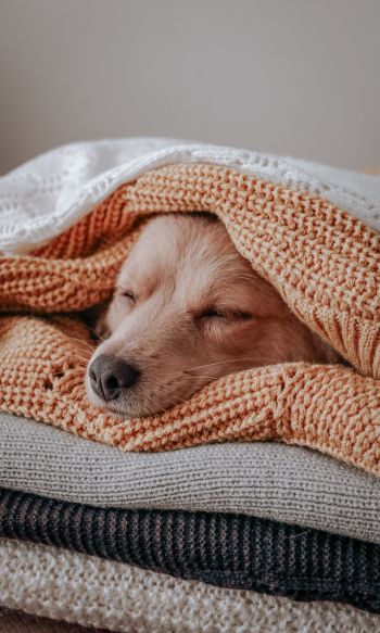 dog, sleeping, knitting Wallpaper 1200x2000