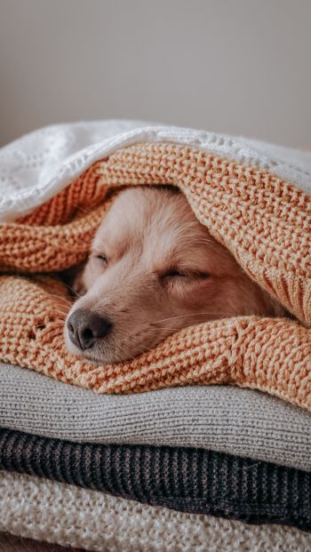 dog, sleeping, knitting Wallpaper 640x1136