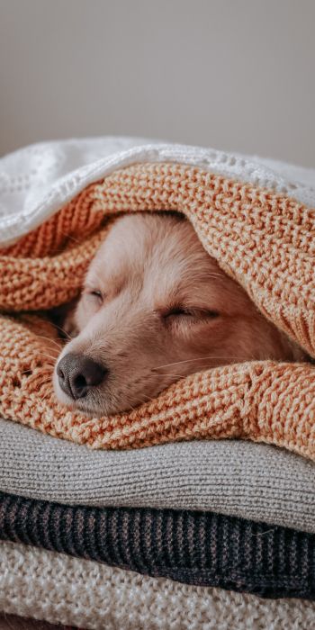 dog, sleeping, knitting Wallpaper 720x1440