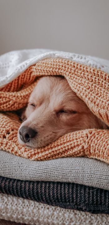 dog, sleeping, knitting Wallpaper 1440x2960