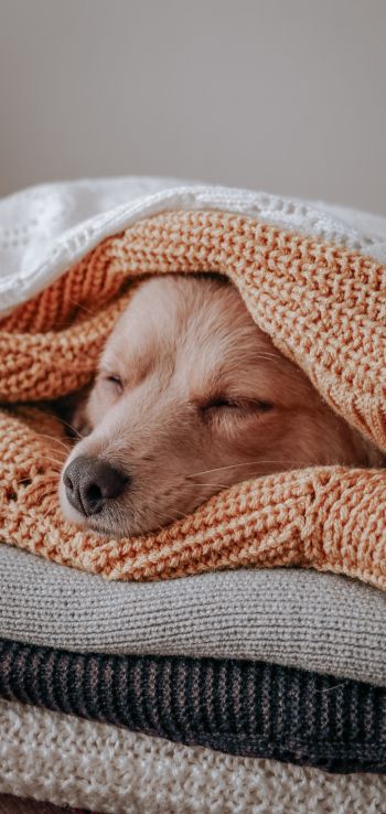 dog, sleeping, knitting Wallpaper 720x1520