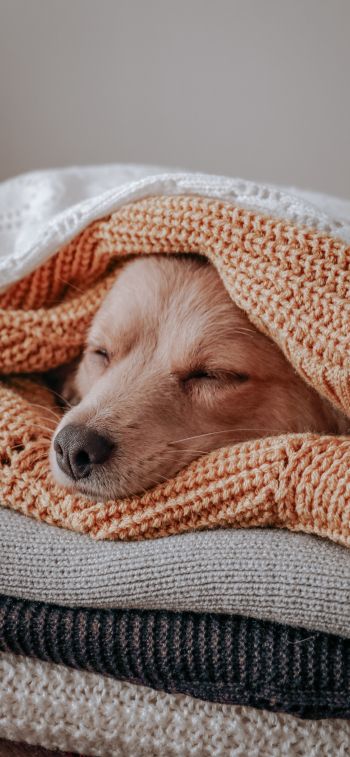 dog, sleeping, knitting Wallpaper 1284x2778