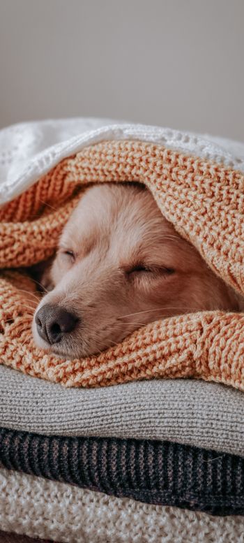 dog, sleeping, knitting Wallpaper 720x1600