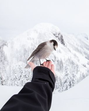 bird, mountains, winter Wallpaper 2400x3000