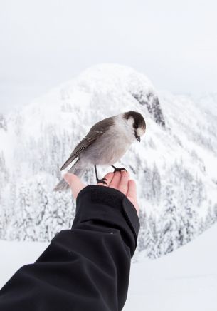 Обои 1668x2388 птица, горы, зима