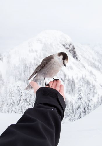 bird, mountains, winter Wallpaper 1668x2388