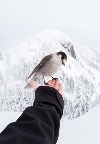 bird, mountains, winter Wallpaper 1640x2360