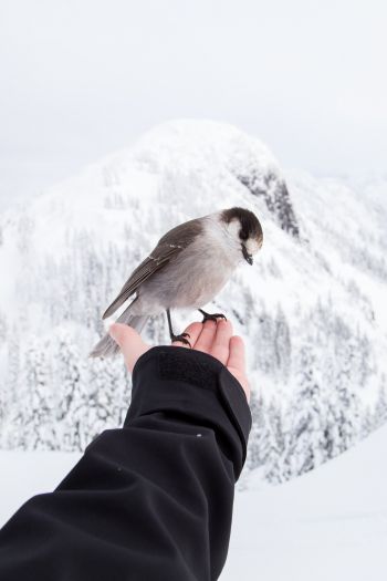 bird, mountains, winter Wallpaper 640x960
