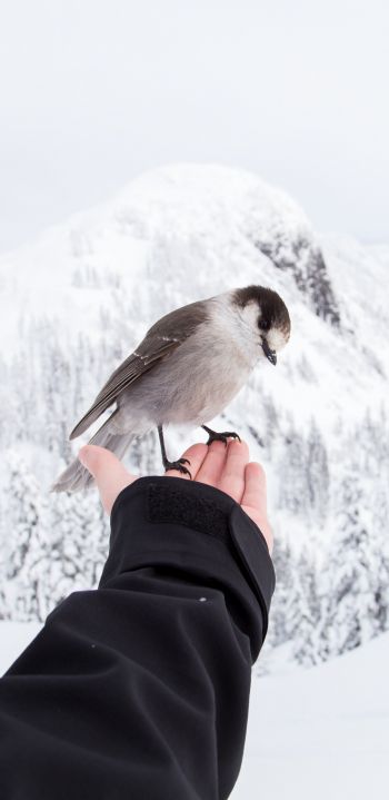 bird, mountains, winter Wallpaper 1080x2220
