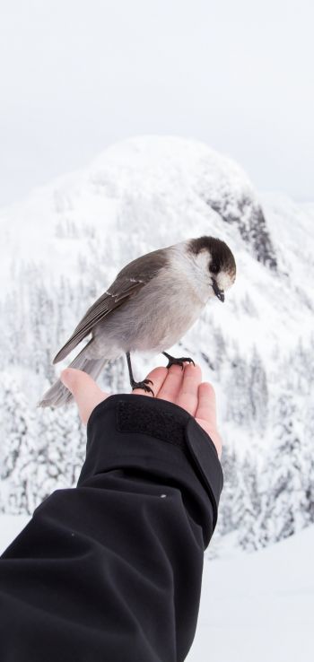 bird, mountains, winter Wallpaper 1080x2280