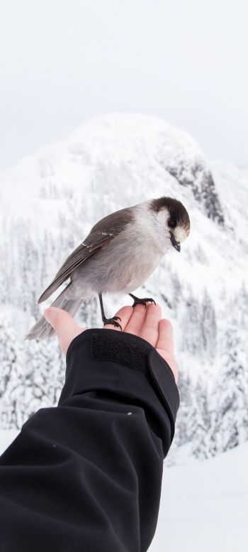 bird, mountains, winter Wallpaper 1080x2400