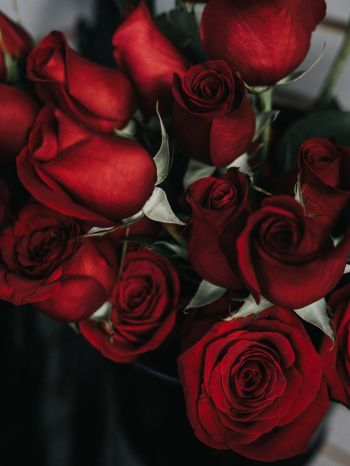 Обои 1620x2160 красные розы, букет роз