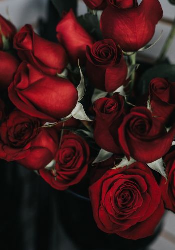 Обои 1668x2388 красные розы, букет роз