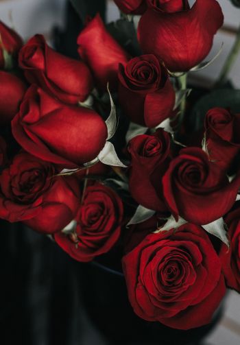 Обои 1640x2360 красные розы, букет роз