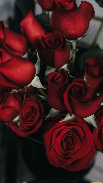 Обои 640x1136 красные розы, букет роз