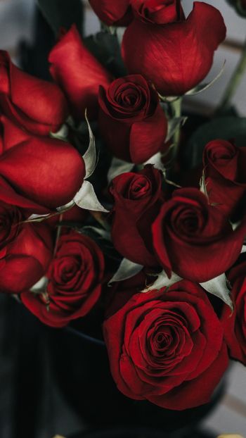 Обои 2160x3840 красные розы, букет роз