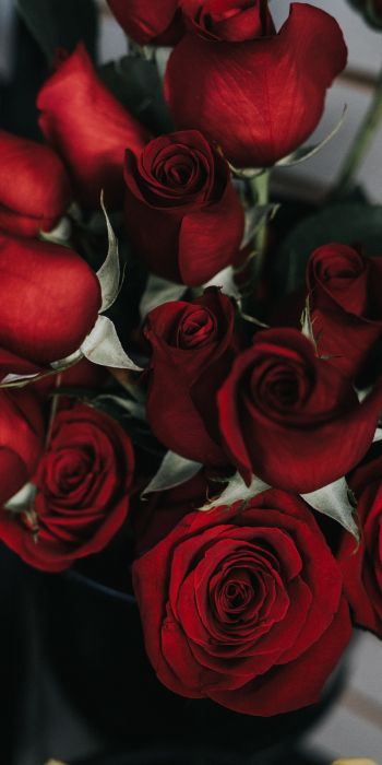 Обои 720x1440 красные розы, букет роз
