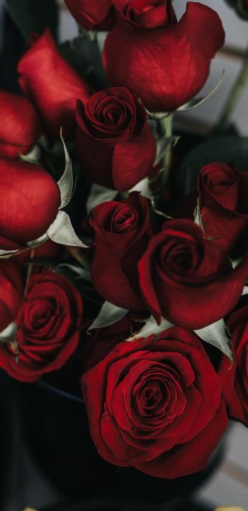 Обои 1080x2220 красные розы, букет роз