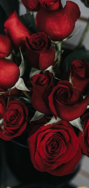 Обои 1080x2280 красные розы, букет роз