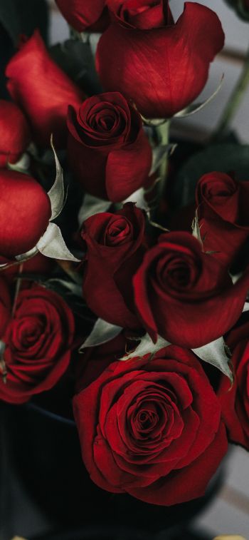 Обои 1125x2436 красные розы, букет роз