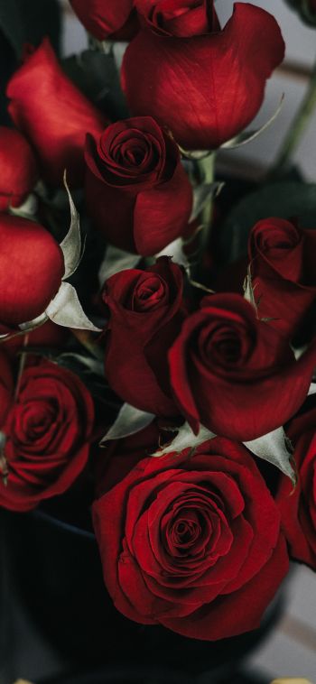 Обои 1080x2340 красные розы, букет роз
