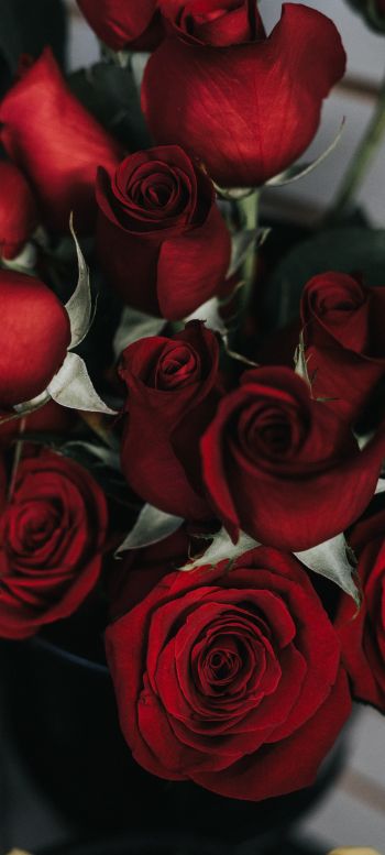 Обои 1080x2400 красные розы, букет роз