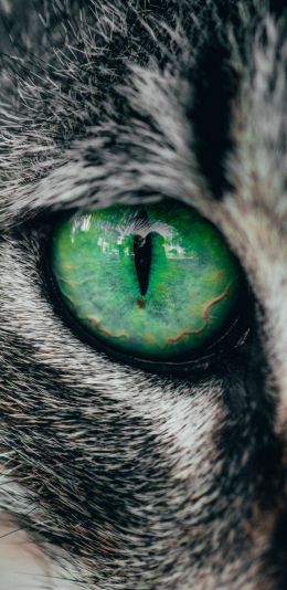 Обои 1440x2960 зеленые глаза, кошка