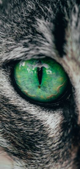 Обои 1080x2280 зеленые глаза, кошка